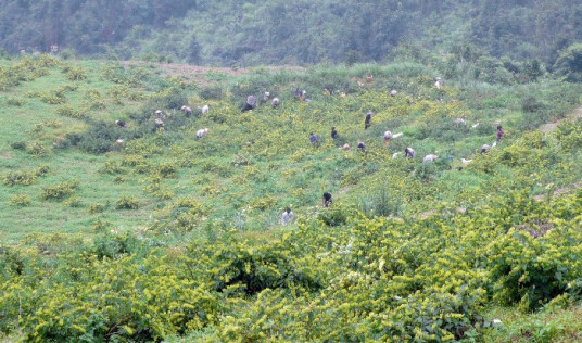 中药材GAP种植基地