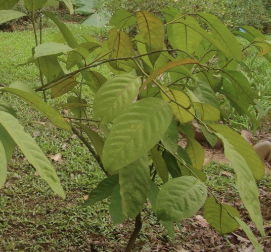 马槟榔（山柑科山柑属灌木或攀爬植物）