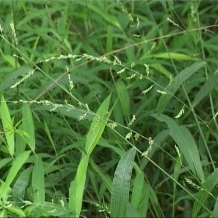 马草（禾本科植物）