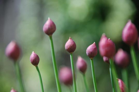 细香葱（百合科植物）