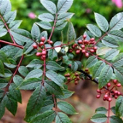 野花椒（芸香科花椒属植物）