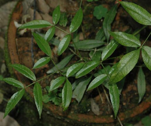 隔山香（伞形科山芹属植物）