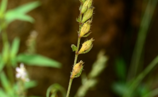 蝇子草（石竹科蝇子草属植物）