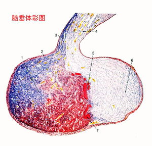 后叶催产素