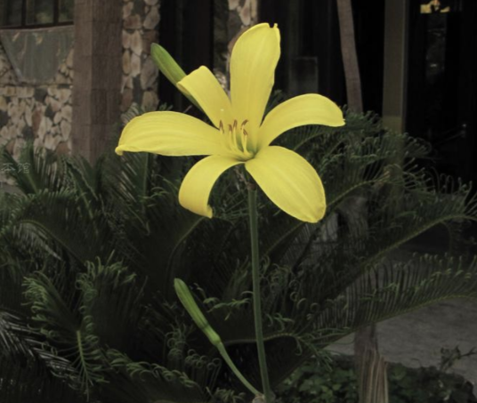 黄花菜（百合科萱草属植物）