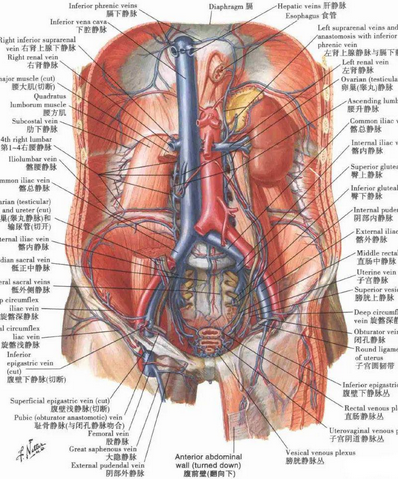 腹壁