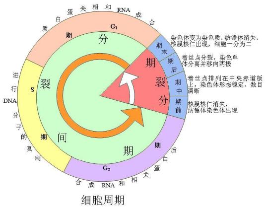 细胞分裂间期