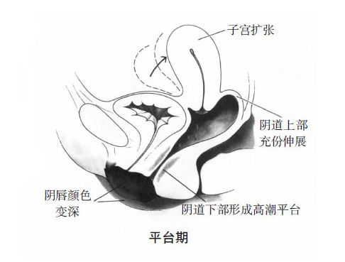 女性性反应周期