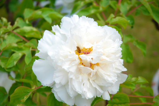 美杜莎（芍药属牡丹栽培品种）