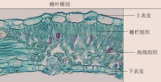 叶肉