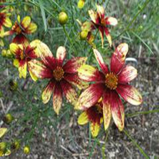 Coreopsis 'Route 66'