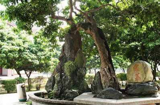 宋家香古荔树