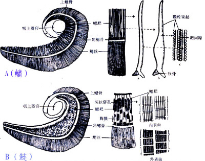 鳃耙