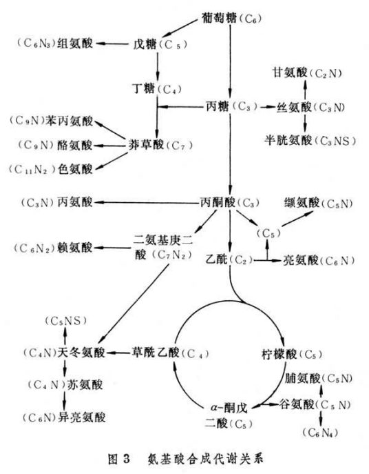 发酵过程