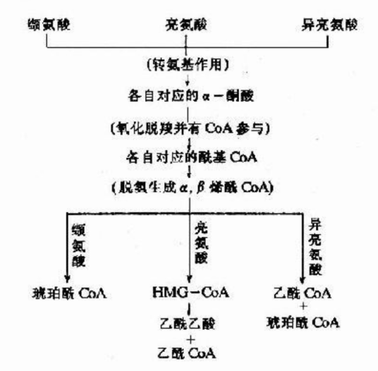 支链氨基酸