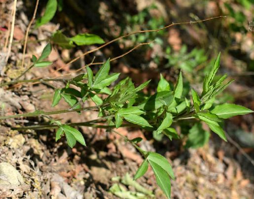 关苍术（菊科苍术属植物）