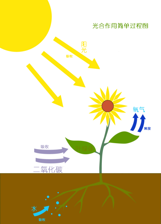 光合作用（绿色植物吸收光能把二氧化碳和水合成有机物同时释放氧气的过程。）