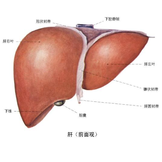 造血系统