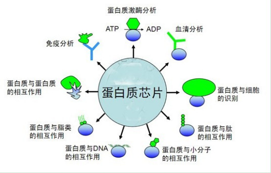 蛋白质磷酸化