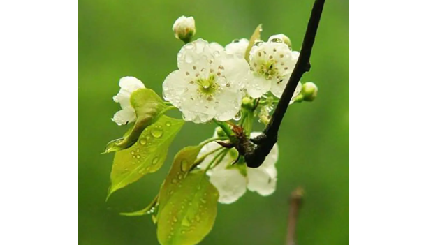 梨花带雨是什么意思?