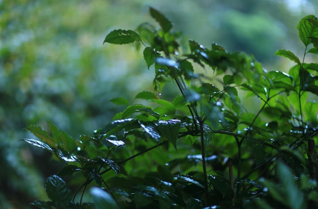 清明下雨的说法有哪些？