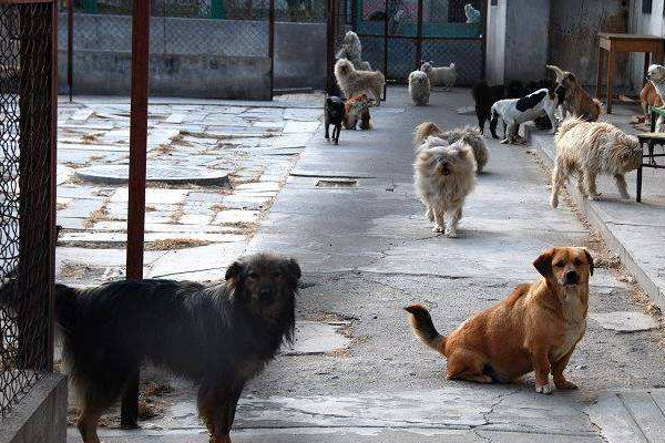 在湖北，遗弃饲养犬最高罚款多少钱？