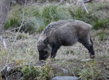 南京野猪跑到田里听歌睡大觉，频频破坏庄稼，国家保护动物泛滥成灾如何整？