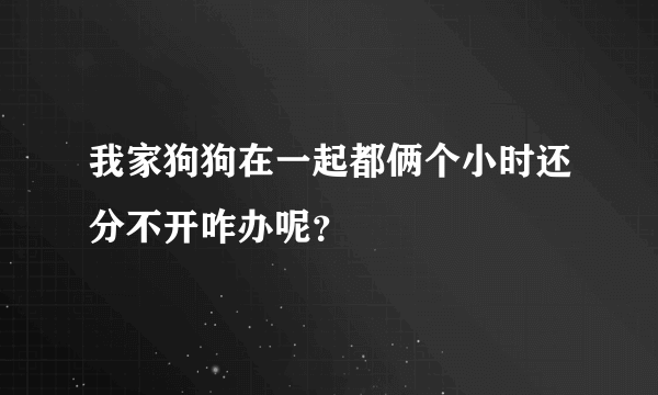 我家狗狗在一起都俩个小时还分不开咋办呢？