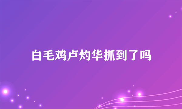 白毛鸡卢灼华抓到了吗