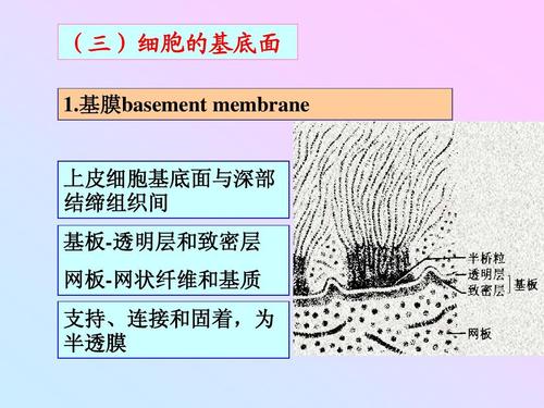 基膜是什么