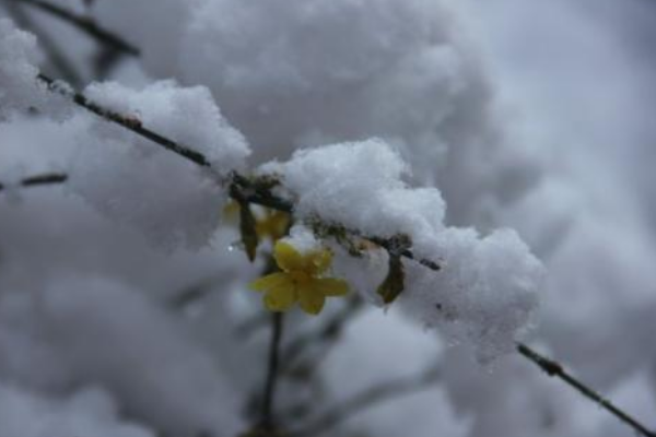 阳春三月下雪寓意