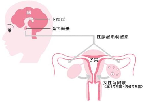 荷尔蒙是什么意思？