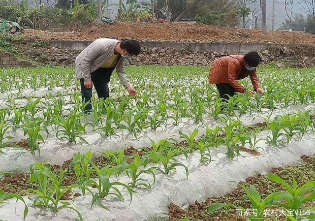 为什么有些农村人种植经济作物喜欢在植物上套个袋？有什么利弊？