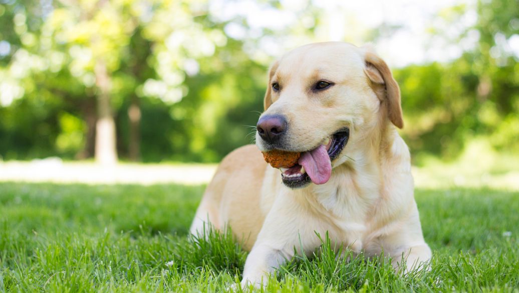 什么叫赛级犬？如何训练的？