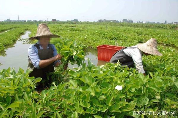 为什么有些农村人种植经济作物喜欢在植物上套个袋？有什么利弊？