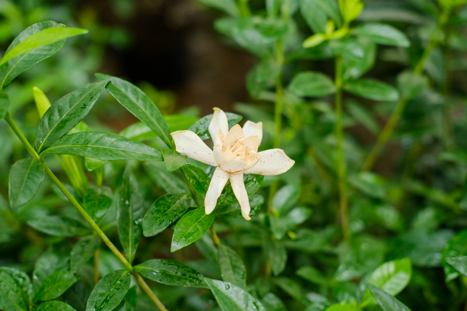 栀子花花期在什么时候