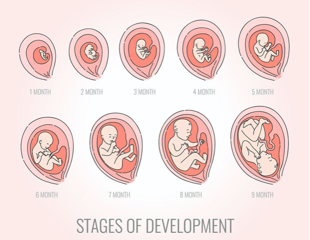 development是什么意思