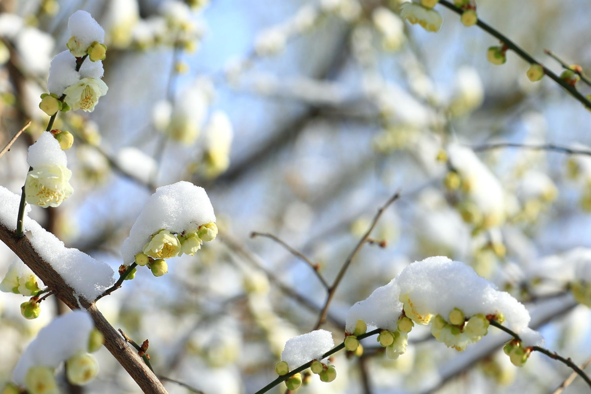 阳春三月下雪寓意