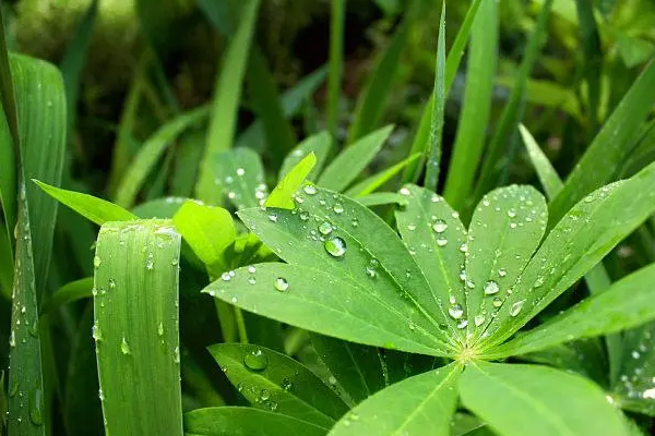 叶子的叶的笔顺