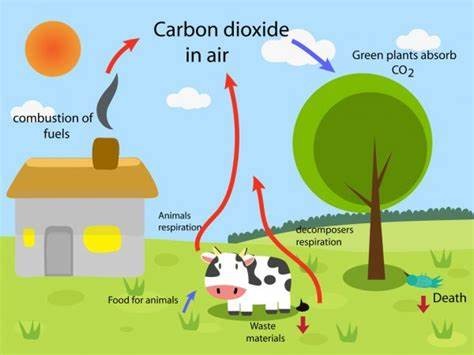 carbon dioxide是什么意思