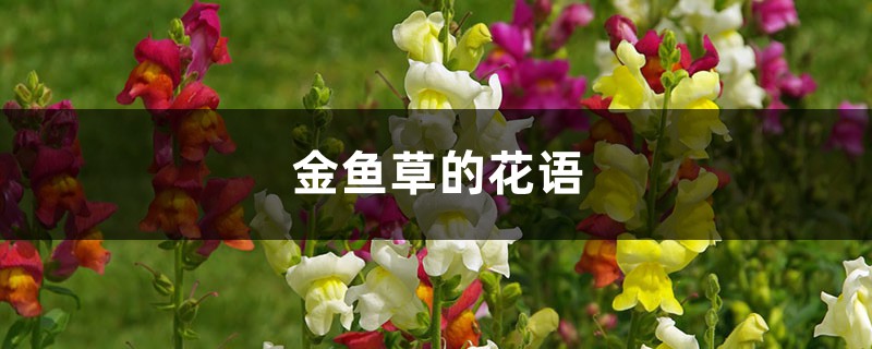 金鱼草花语是什么？