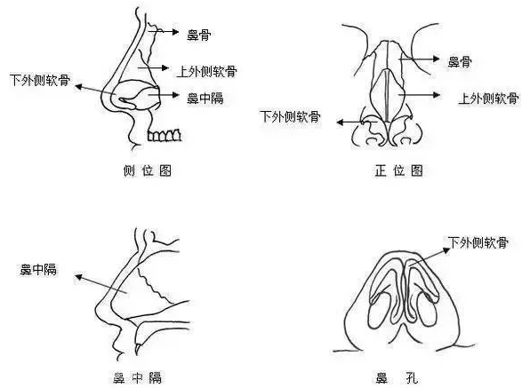 鼻子内部结构（图）