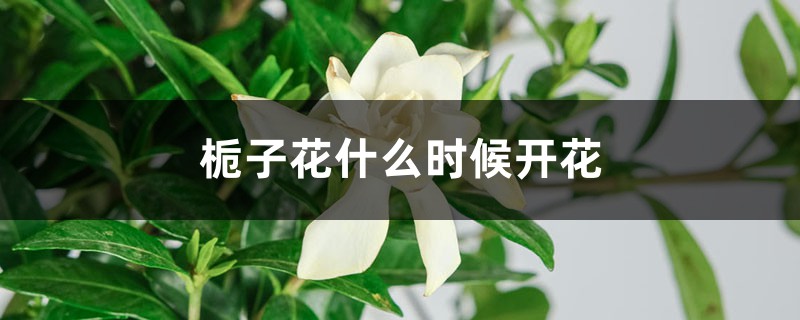 栀子花花期在什么时候