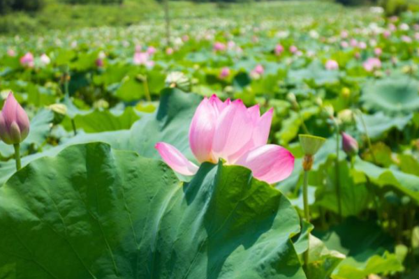 清水出芙蓉天然去雕饰这句诗形容的是