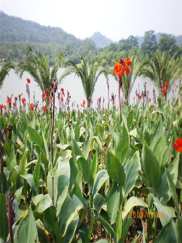 美人蕉花的介绍