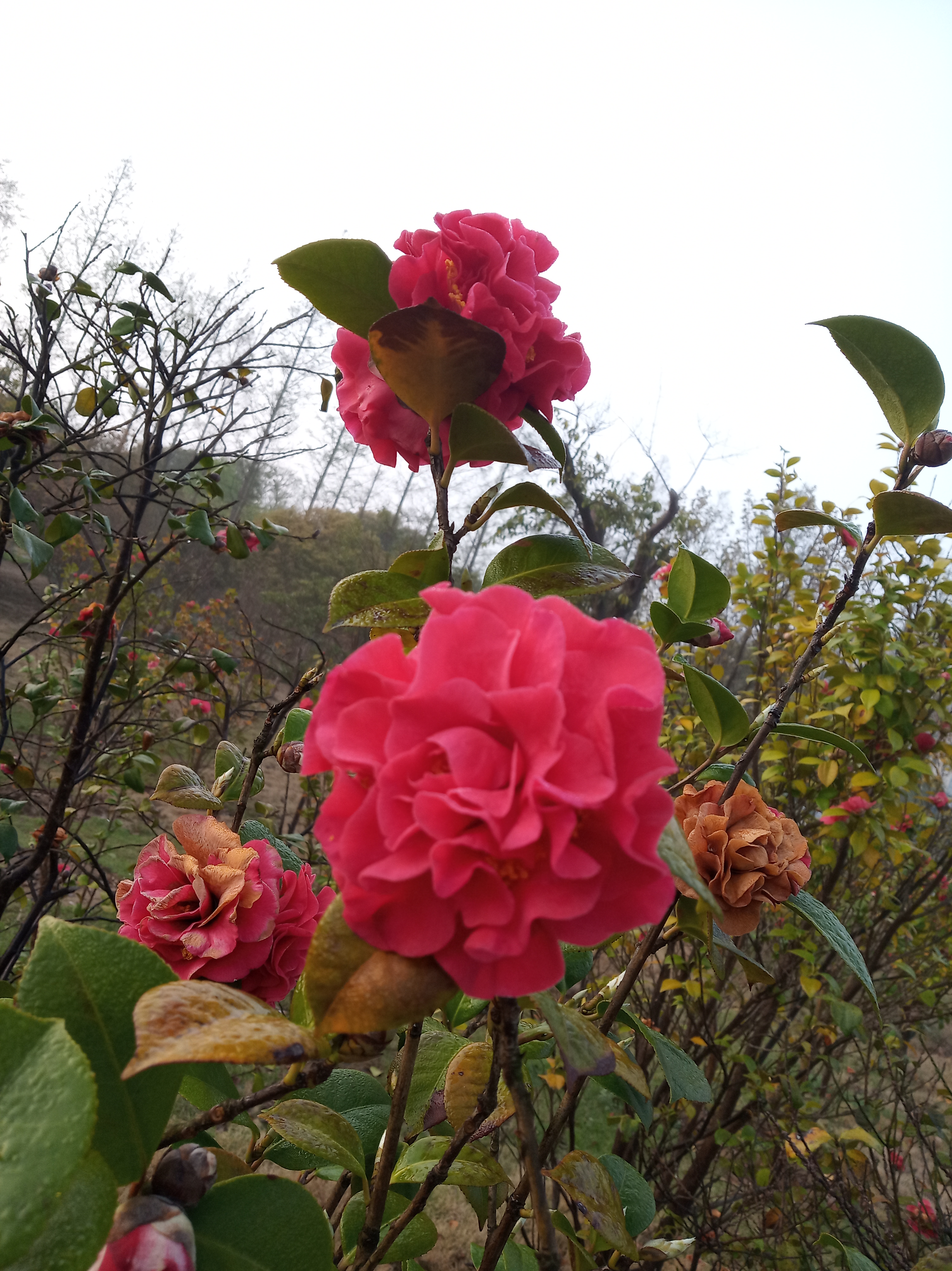 墙角的花你孤芳自赏心天地便小了这句话是什么意思？