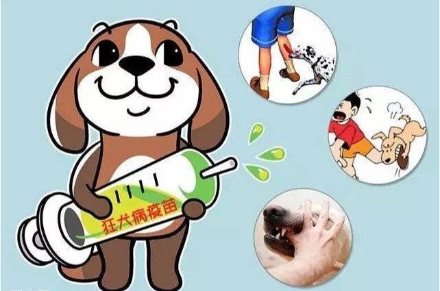 接种狂犬疫苗需要注意什么？