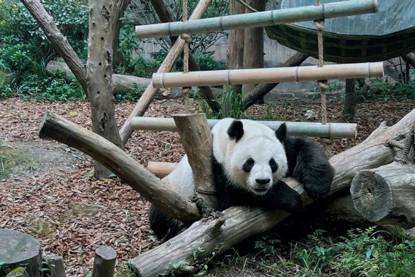 那个动物是我国独有的