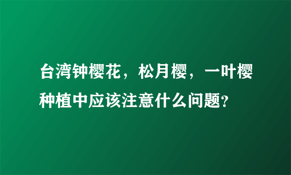 台湾钟樱花，松月樱，一叶樱种植中应该注意什么问题？