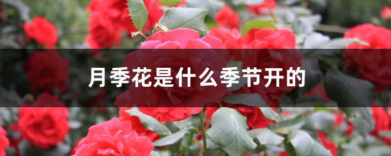 月季花在什么时候开？